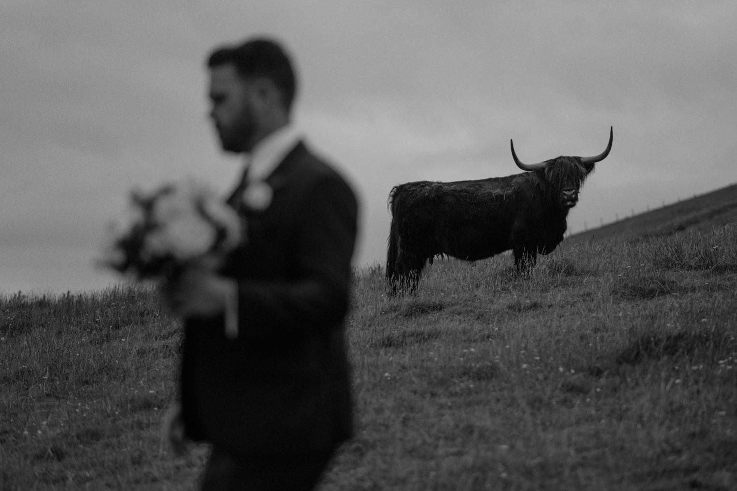 groom and scottish highland cow